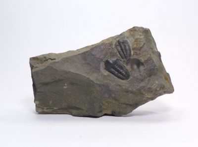 Elipsocephalus hoffi - Jince u Příbrami (20)